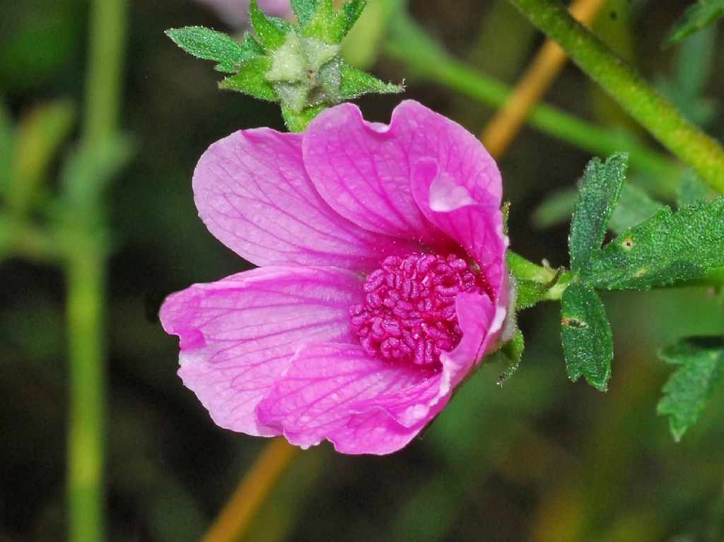 Solo Malva? No, Althaea cannabina